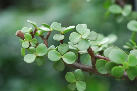 銀杏木盆栽|室內種植 NG 的多肉植物 (1)：銀杏木 雅樂之舞 